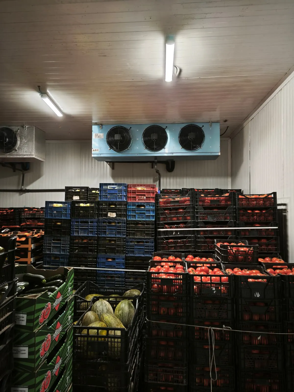Cámara frigorífica de conservación con cajas de tomates y melones bajo un evaporador